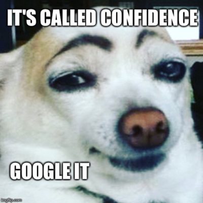 dog eyebrow confidence