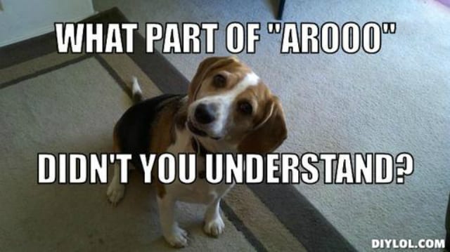 aroo understand dog talk