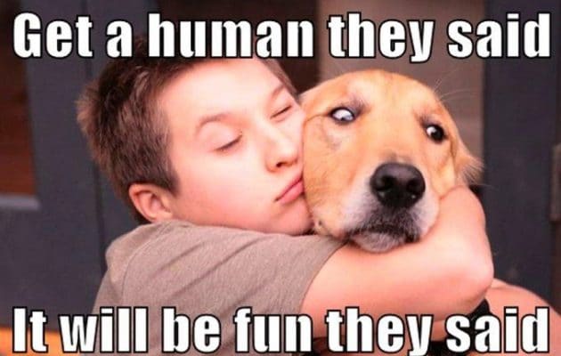 human hugging dog not pleased