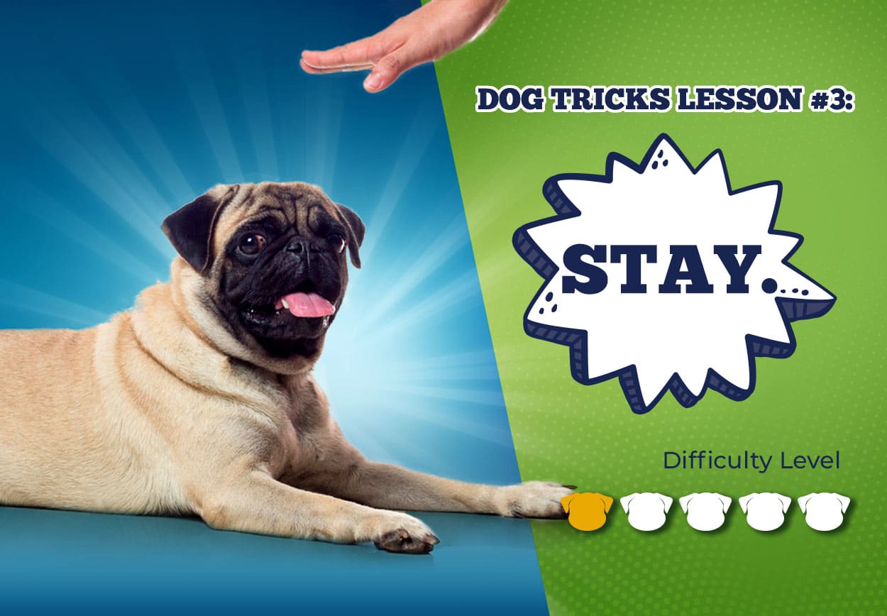 dog-tricks-lesson-3-stay-awesome-pawsome-pet-treats