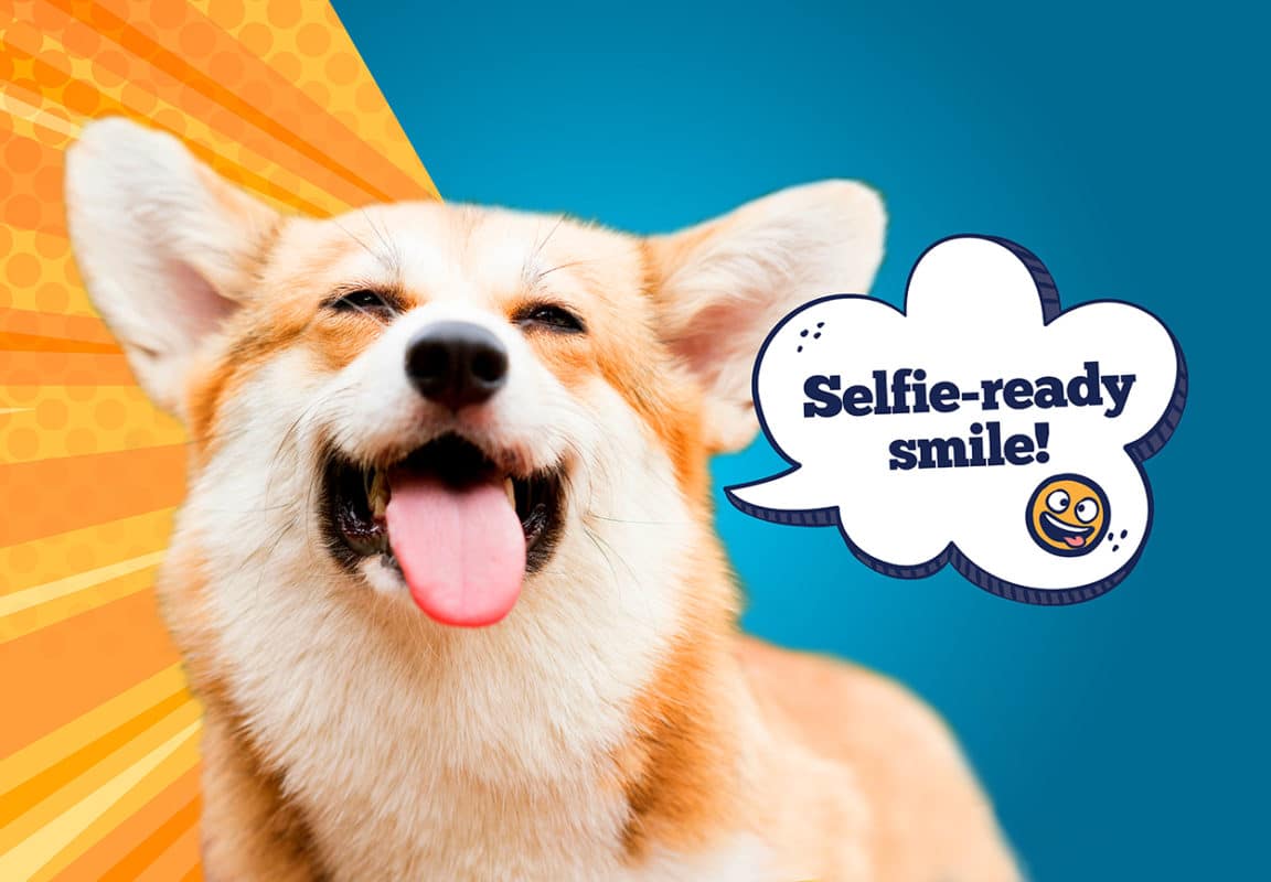 happy dog with selfie ready smile