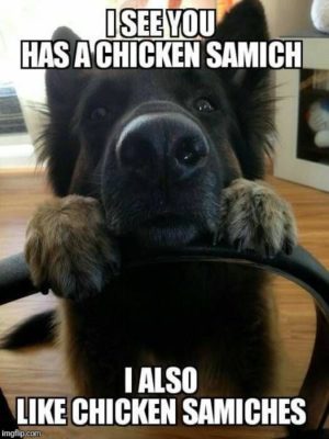 dog asking for chicken sandwich meme