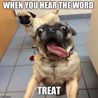 pug going crazy happy when he hears the word treat