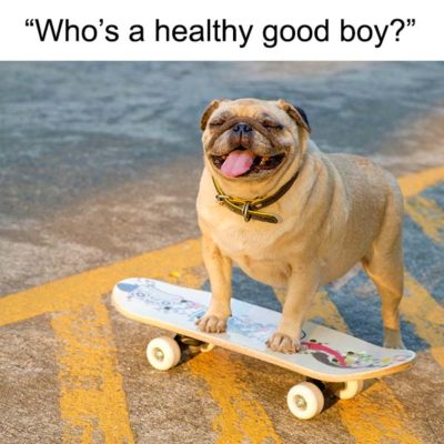 happy pug on a skateboard