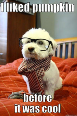 dog with glasses and scarf