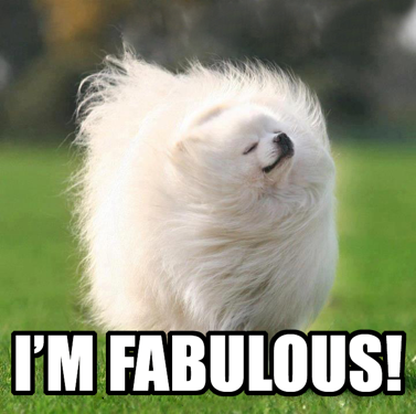 Fabulous dog flaunting its long white coat meme