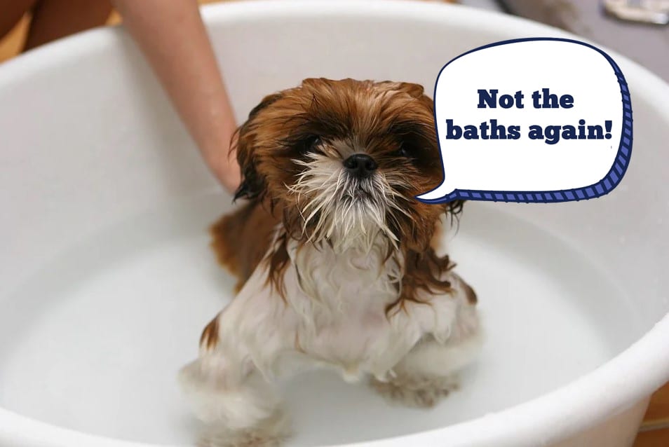 Dog getting a hot sale bath