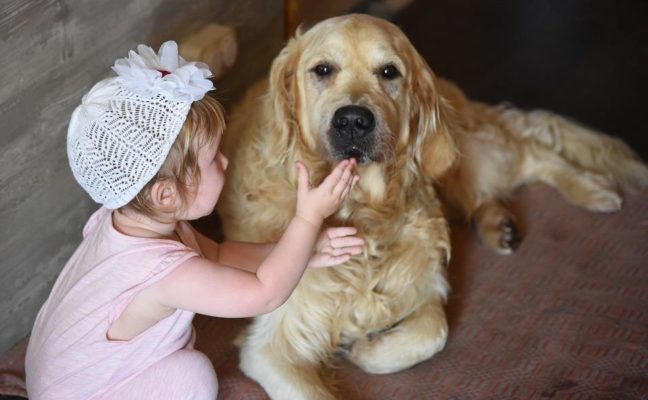 Golden Retrievers are good with kids