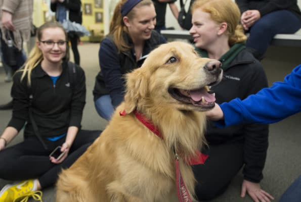 Golden Retrievers as therapy dogs