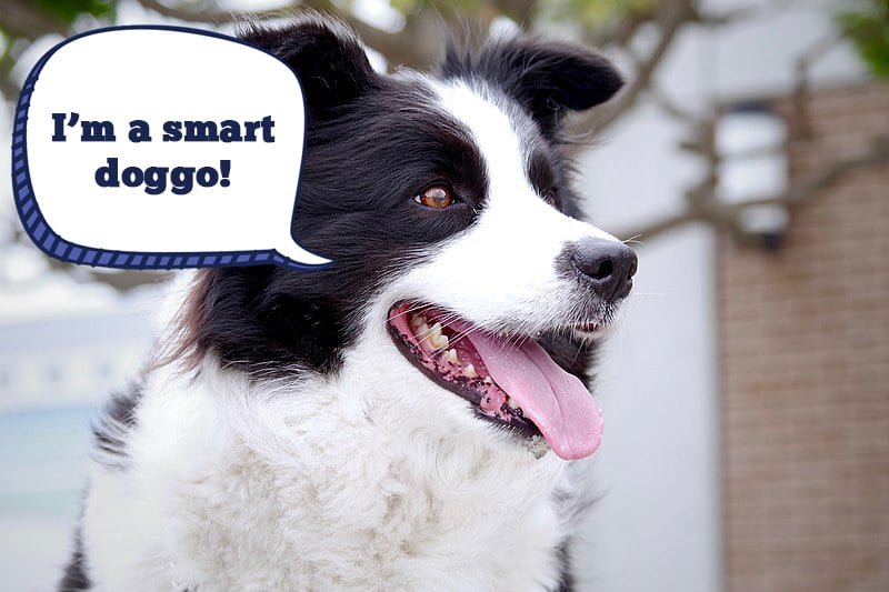 Border Collie Dog Breed: Profile, Personality, Facts