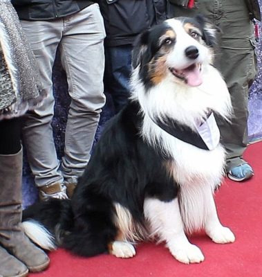 Border Collie at the movies