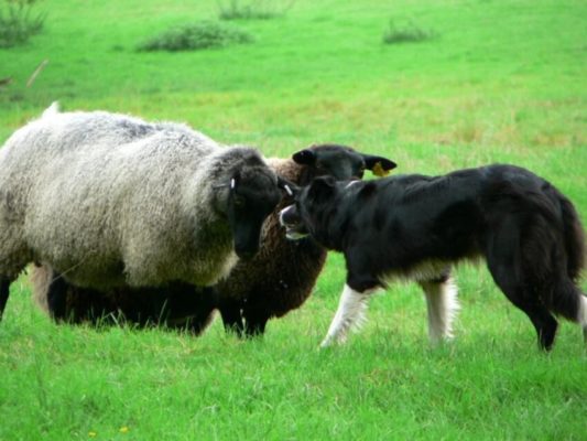 Border Collies are herders